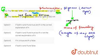 A The farred form of the phytochromes ab sorb light at 740 nmR The red form of phytochr [upl. by Jablon]