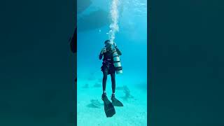 Tiera Batfish 🐠Loves bubbleshorts batfish fish ocean diving maldives trendingshorts [upl. by Dacey]