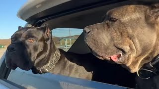 CANE CORSO Dogs PROTECT me from COYOTES on Beach CAMPING TRIP [upl. by Panther]