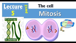 5bCell cycle part2MitosisCellHistology [upl. by Vinni]