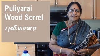 Sorrel Puliyarai  புளியாரை thogayal [upl. by Etnahc]