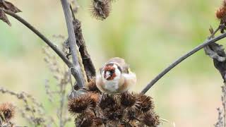 STILLITS  CARDUELIS CARDUELIS [upl. by Delogu]