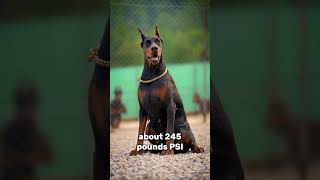 Cane Corso VS Doberman [upl. by Adnorrahs]