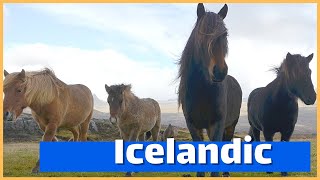 About The Icelandic Horse  DiscoverTheHorse [upl. by Ambrosane716]