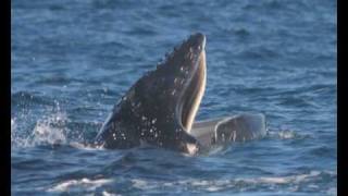 Humpback whales sing to woo females [upl. by Jerman]