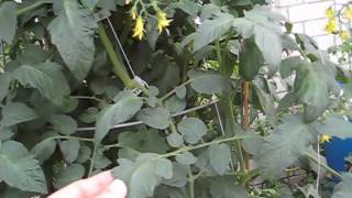 Tomato Hornworm Treatment amp Results Using Organic BT Pesticide [upl. by Aihsatan]