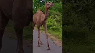 Rajasthan village safari cows 🐄 amp camel 🐫 together ❤️ 😄 jawaisafari camel cow villagecow yt [upl. by Ailegnave]