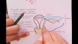 ligaments of uterus [upl. by Brennen]