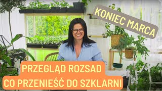 PRZEGLĄD ROZSAD CO WYNIEŚĆ DO SZKLARNI KONIEC MARCA [upl. by Immij]