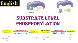 Substrate Level Phosphorylation  Phosphorylation  Glycolysis  Dr Ghanshyam Jangid [upl. by Raual]