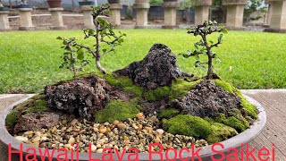 Hawaii Lava Rock Saikei Tutorial  Penjing [upl. by Atteyek]