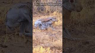 Antelope Jackrabbit frozen in place [upl. by Eyr]