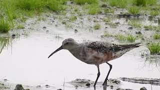 Curlew Sandpiper coming out of breeding plumage [upl. by Hui]