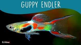 5 coisas que você precisa saber sobre o GUPPY ENDLER  Minha Fauna [upl. by Bette800]