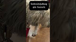 ยาแก้คัน สุนัข เม็ดสีชมพู โรคหัวใจสุนัข pets pantip [upl. by Ocsisnarf]