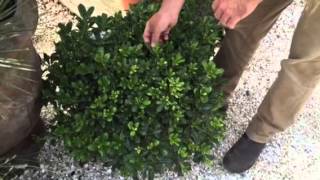 Pittosporum – An Exotic Addition To Your Garden [upl. by Sigvard]