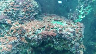 Reef Tank  Amphipods Sponge and Zoanthids [upl. by Llevol]