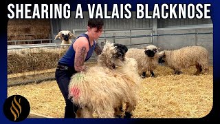 Shearing A Valais Blacknose In Scotland [upl. by Hatnamas]