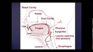 Basic Mouth and Throat Anatomy Anesthesia and ENT Basics [upl. by Neelloj]