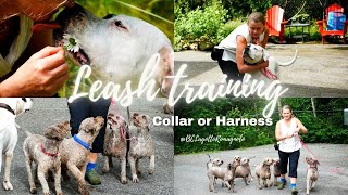 Leash training tips [upl. by Elenore914]