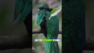 Castillo Piramidi ve Quetzal Kuşunun Sırrı 🏛️🦜 [upl. by Nosredneh]