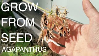 Can you grow agapanthus from seed [upl. by Namhcan]