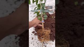 Roots of🍊plant grown from seed broke the Pot orangetreejourney [upl. by Wenda]