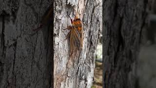 Beautiful orange cicada nature australia [upl. by Nylloc]