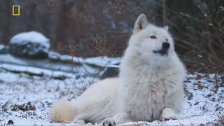 Arctic Wolf 🐺 howling wolf wolves savethewolves savewolf wolfattack wildanima lviralvideo [upl. by Geoffry]