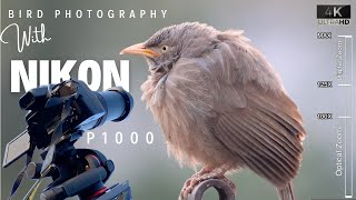 Nikon P1000  Bird Photography  BEST Photo amp Video Settings of NIKON COOLPIX P1000 for Wildlife [upl. by Anar]