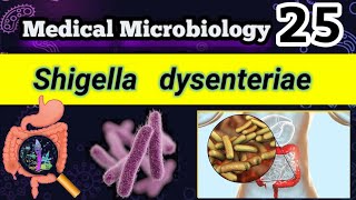 Shigella dysenteriae Shigellosis Food poisoning شرح بالعربي [upl. by Hugues]