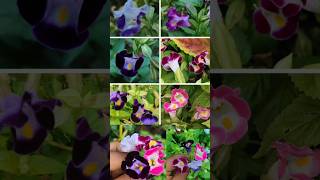 Different colours of Torenia fournieri Wishbone flower homegarden colours viral shorts [upl. by Adnawuj]