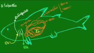 Respiração circulação e excreção dos Condrictes  Vertebrados  Biologia [upl. by Tung644]