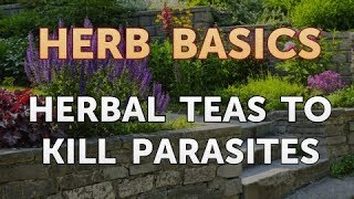 Herbal Teas to Kill Parasites [upl. by Nhguavoj]