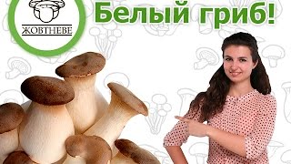 Выращивание Белый степной гриб или королевская вешенка [upl. by Thomsen]