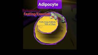 Exercise Epinephrine amp Lipolysis of Stored Fat Metabolism Made Easy [upl. by Anabelle]