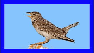 Calandra Lark Singing Calandra Lark Calling  Calandria Europea Canto  Melanocorypha Calandra [upl. by Vastah442]