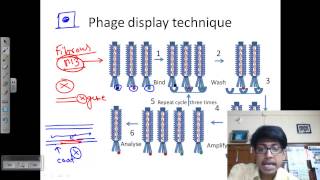 Phage display technique [upl. by Nella]