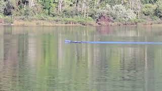 Loons on the local trout pond [upl. by Nyrahtak142]