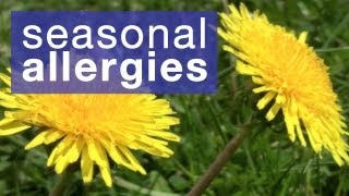 How to reduce seasonal allergies [upl. by Seni445]