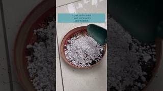 Succulent soil mix iitindore succulent succulentsoilmix houseplants cactussoils [upl. by Caasi]