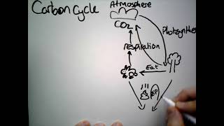 Carbon Cycle GCSE [upl. by Rowney465]