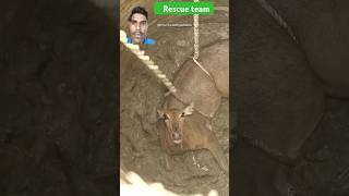 animal rescue team video animalrescueteam murliwalahausla shorts [upl. by Eeryk]