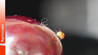 Eiablage der Kirschessigfliege Drosophila suzukii [upl. by Corron]