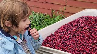 Cranberry Harvest Festival Fall 2023 [upl. by Hyatt]