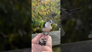 Slow mo nuthatch birds slowed [upl. by Haimorej]