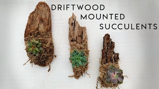 Driftwood Mounted Succulents DIY [upl. by Charlton]