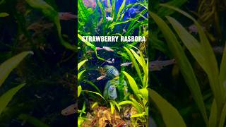 Introducing strawberry rasbora aquariumdesign aquascapegallery aquariumsetup nanoaquascape [upl. by Ahsyia334]