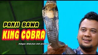 Panji Petualang Bawa KING COBRA  OKAY BOS 110320 Part 2 [upl. by Rialc]