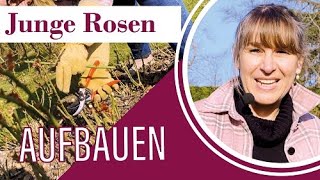 Junge Rosen aufbauen 🌹 étagenweise zum Erfolg [upl. by Kiersten]